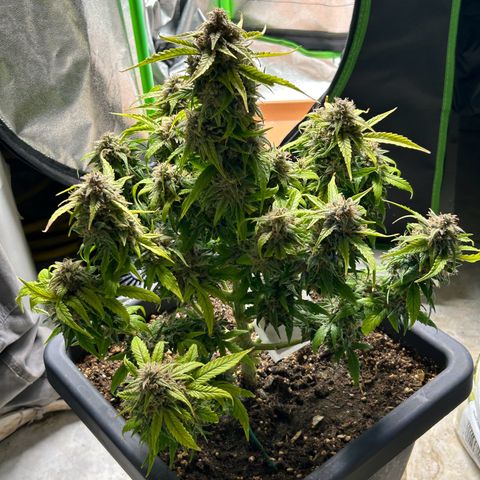 Solomatic CBD growlog timeline photo