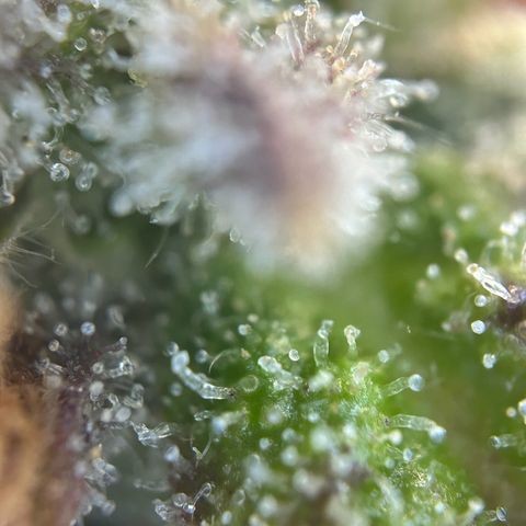 Solomatic CBD growlog timeline photo