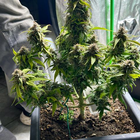 Solomatic CBD growlog timeline photo