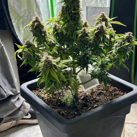 Solomatic CBD growlog timeline photo