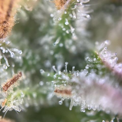 Solomatic CBD growlog timeline photo