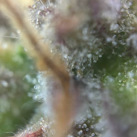 Solomatic CBD growlog timeline photo