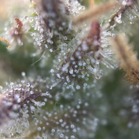 Solomatic CBD growlog timeline photo