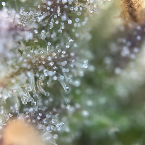 Solomatic CBD growlog timeline photo