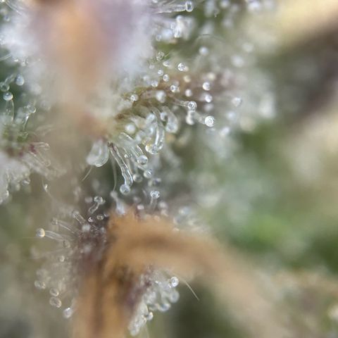 Solomatic CBD growlog timeline photo
