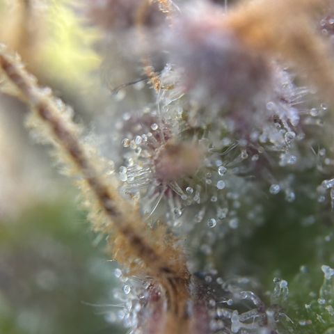 Solomatic CBD growlog timeline photo