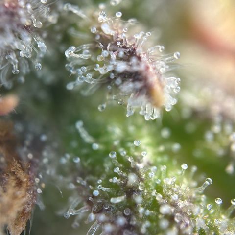 Solomatic CBD growlog timeline photo