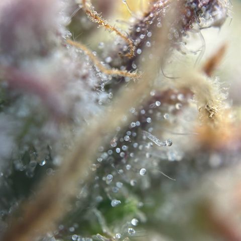 Solomatic CBD growlog timeline photo