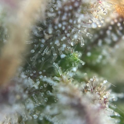 Solomatic CBD growlog timeline photo
