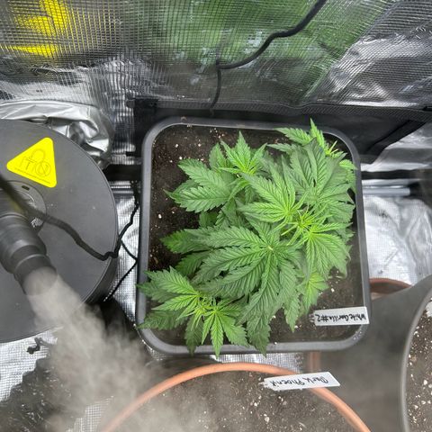 White Gorilla Haze #2 growlog timeline photo