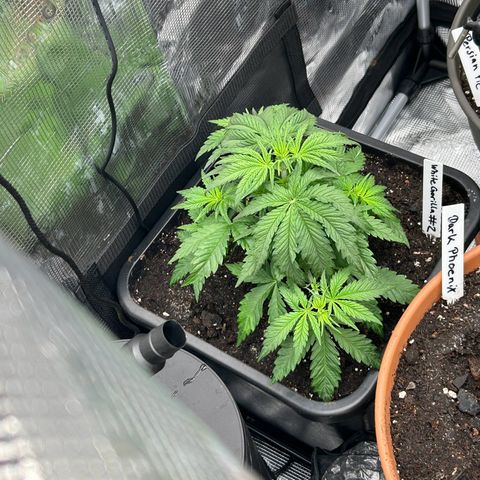White Gorilla Haze #2 growlog timeline photo