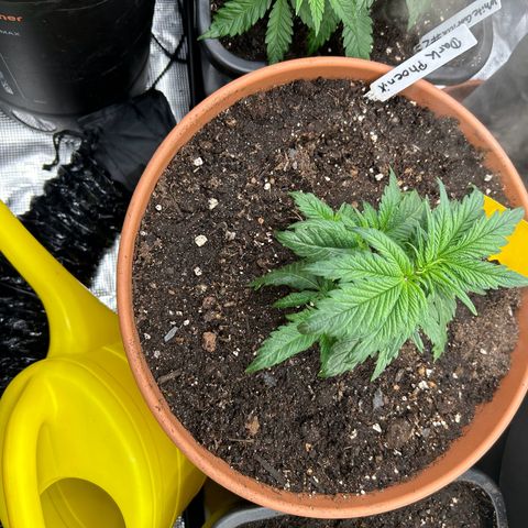 Dark Phoenix growlog timeline photo