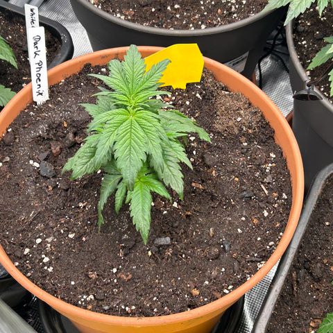 Dark Phoenix growlog timeline photo