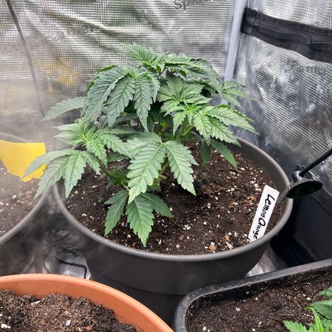 Lemon Orange 🍊 Super Lemon Haze x Clementine growlog timeline photo