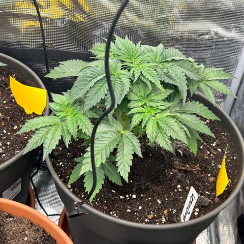 Lemon Orange 🍊 Super Lemon Haze x Clementine growlog timeline photo