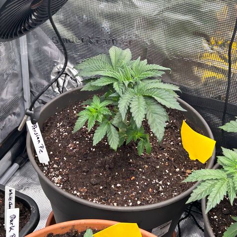 Persian Pie growlog timeline photo