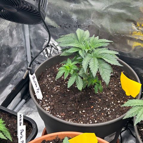 Persian Pie growlog timeline photo