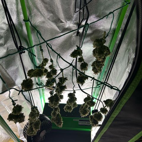 Solomatic CBD growlog timeline photo
