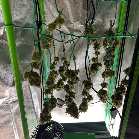 Solomatic CBD growlog timeline photo