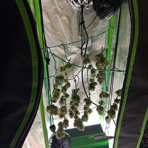Solomatic CBD growlog timeline photo