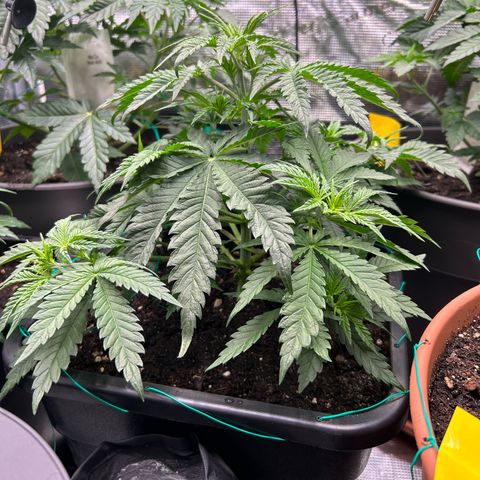 White Gorilla Haze #2 growlog timeline photo