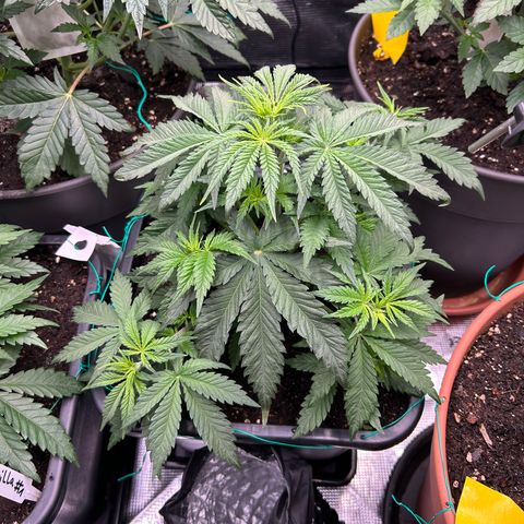 White Gorilla Haze #2 growlog timeline photo