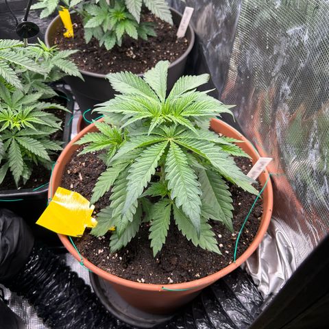 Dark Phoenix growlog timeline photo