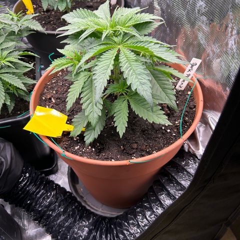 Dark Phoenix growlog timeline photo