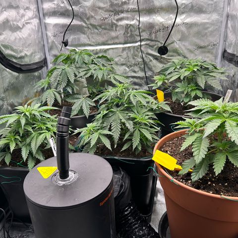 Lemon Orange 🍊 Super Lemon Haze x Clementine growlog timeline photo