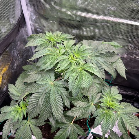 Lemon Orange 🍊 Super Lemon Haze x Clementine growlog timeline photo