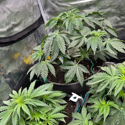 Lemon Orange 🍊 Super Lemon Haze x Clementine growlog timeline photo