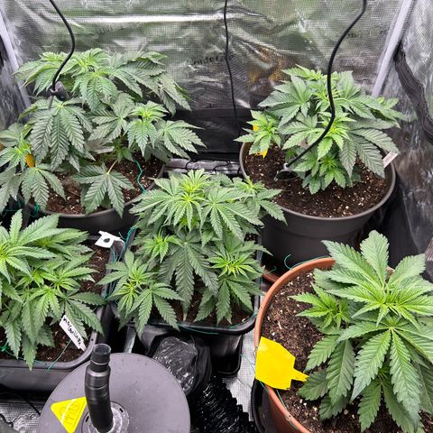 Lemon Orange 🍊 Super Lemon Haze x Clementine growlog timeline photo