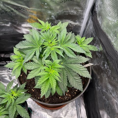 Persian Pie growlog timeline photo