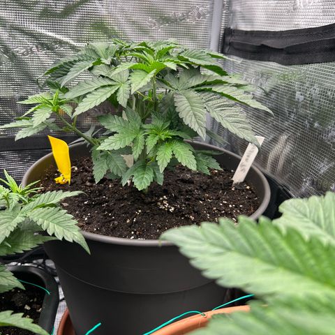 Persian Pie growlog timeline photo