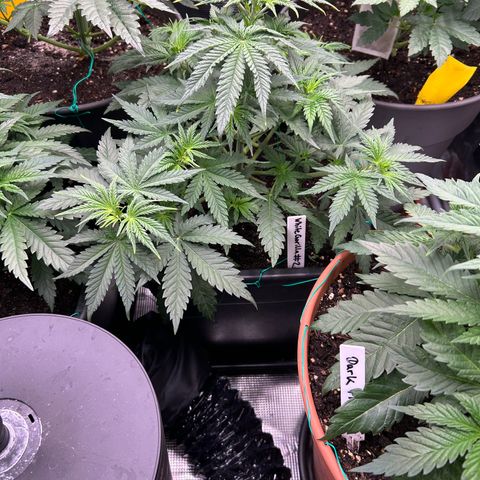 White Gorilla Haze #2 growlog timeline photo