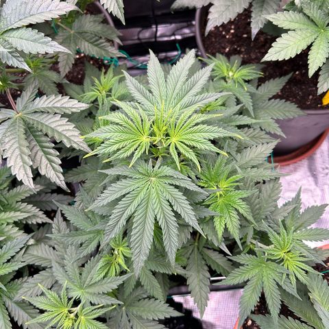 White Gorilla Haze #2 growlog timeline photo