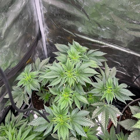 Lemon Orange 🍊 Super Lemon Haze x Clementine growlog timeline photo