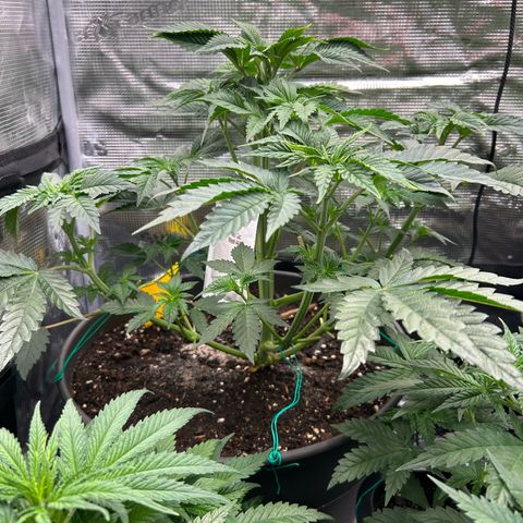 Lemon Orange 🍊 Super Lemon Haze x Clementine growlog timeline photo