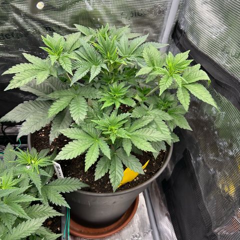 Persian Pie growlog timeline photo