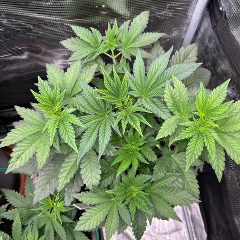 Persian Pie growlog timeline photo