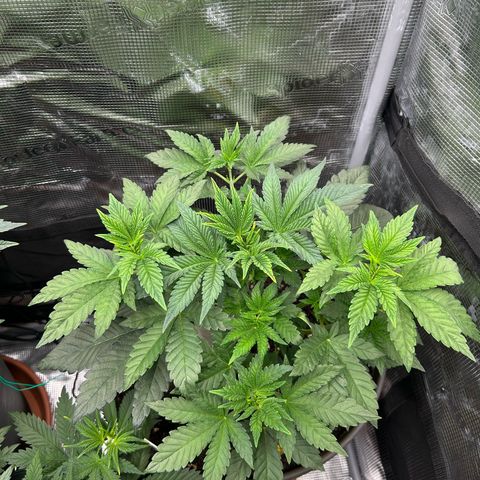 Persian Pie growlog timeline photo