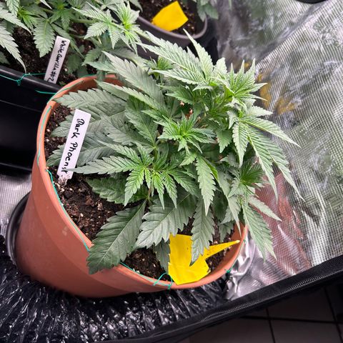 Dark Phoenix growlog timeline photo