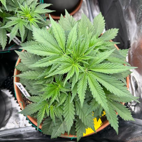 Dark Phoenix growlog timeline photo