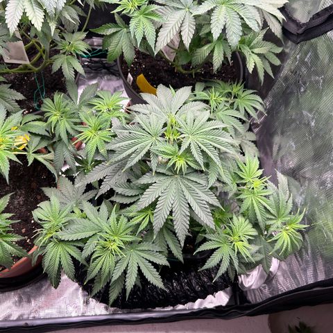 White Gorilla Haze #2 growlog timeline photo