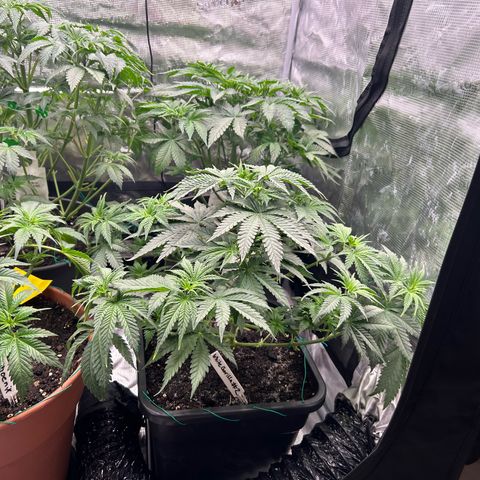 White Gorilla Haze #2 growlog timeline photo