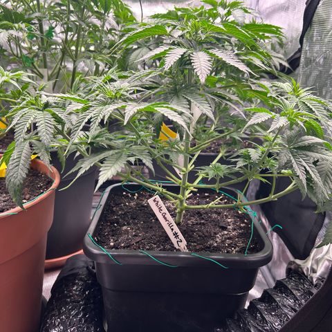 White Gorilla Haze #2 growlog timeline photo