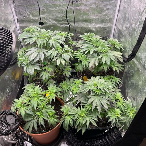 White Gorilla Haze #2 growlog timeline photo
