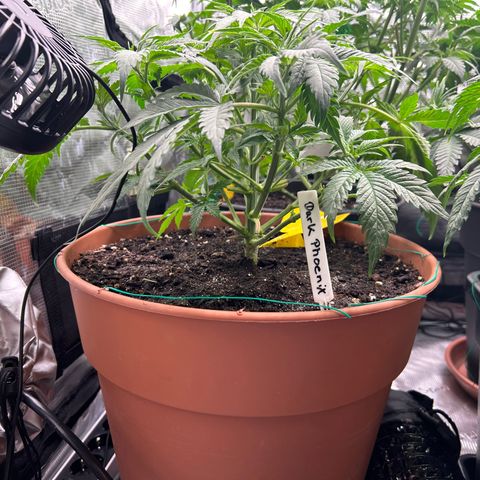 Dark Phoenix growlog timeline photo