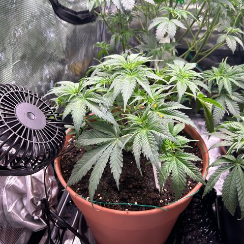 Dark Phoenix growlog timeline photo
