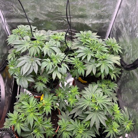 Dark Phoenix growlog timeline photo